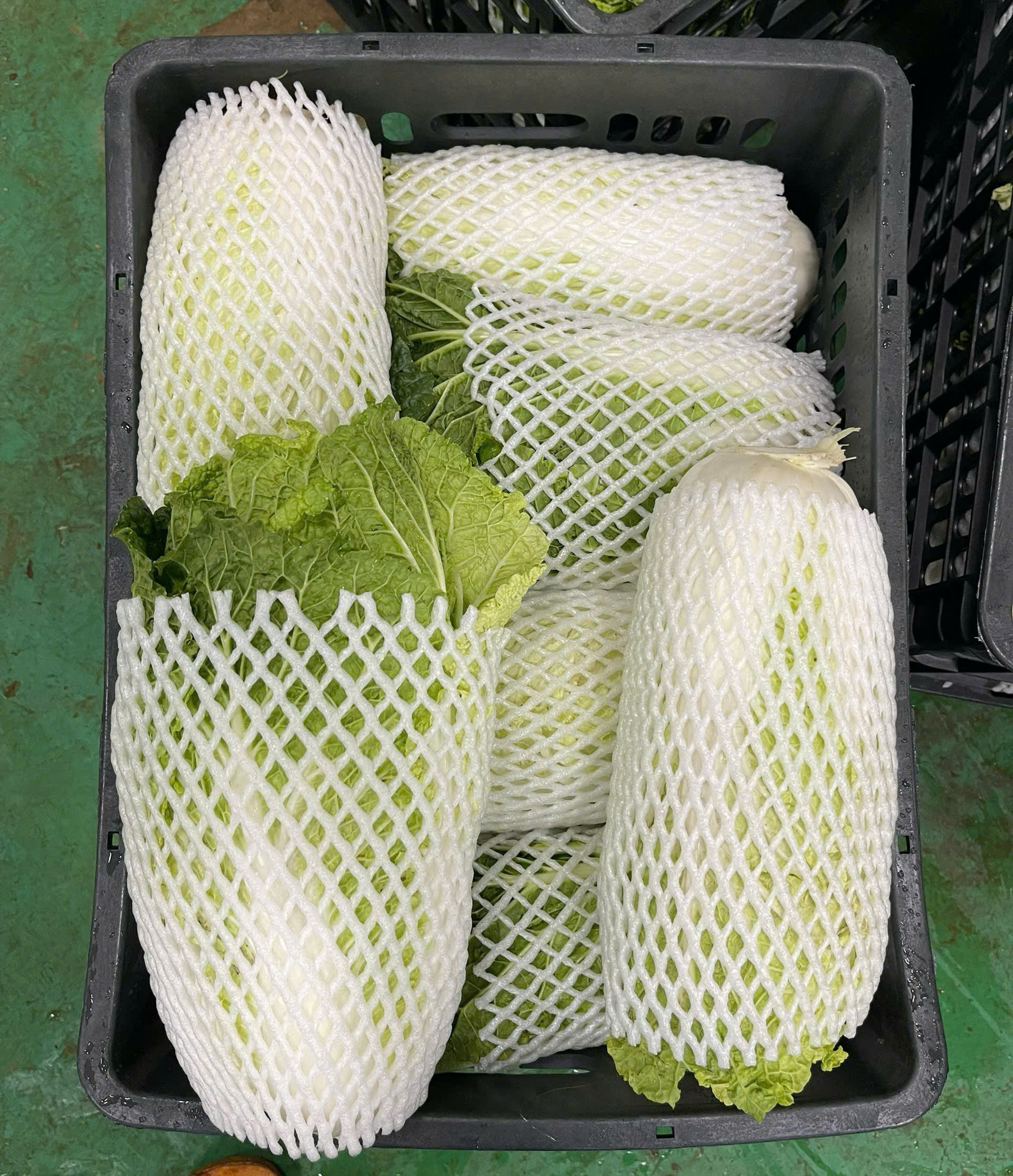 cải thảo7